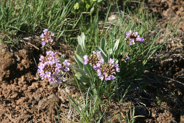 daggerpod, wallflower phoenicaulis (Phoenicaulis cheiranthoides Nutt.)