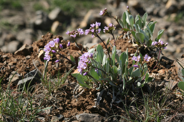 daggerpod, wallflower phoenicaulis (Phoenicaulis cheiranthoides Nutt.)