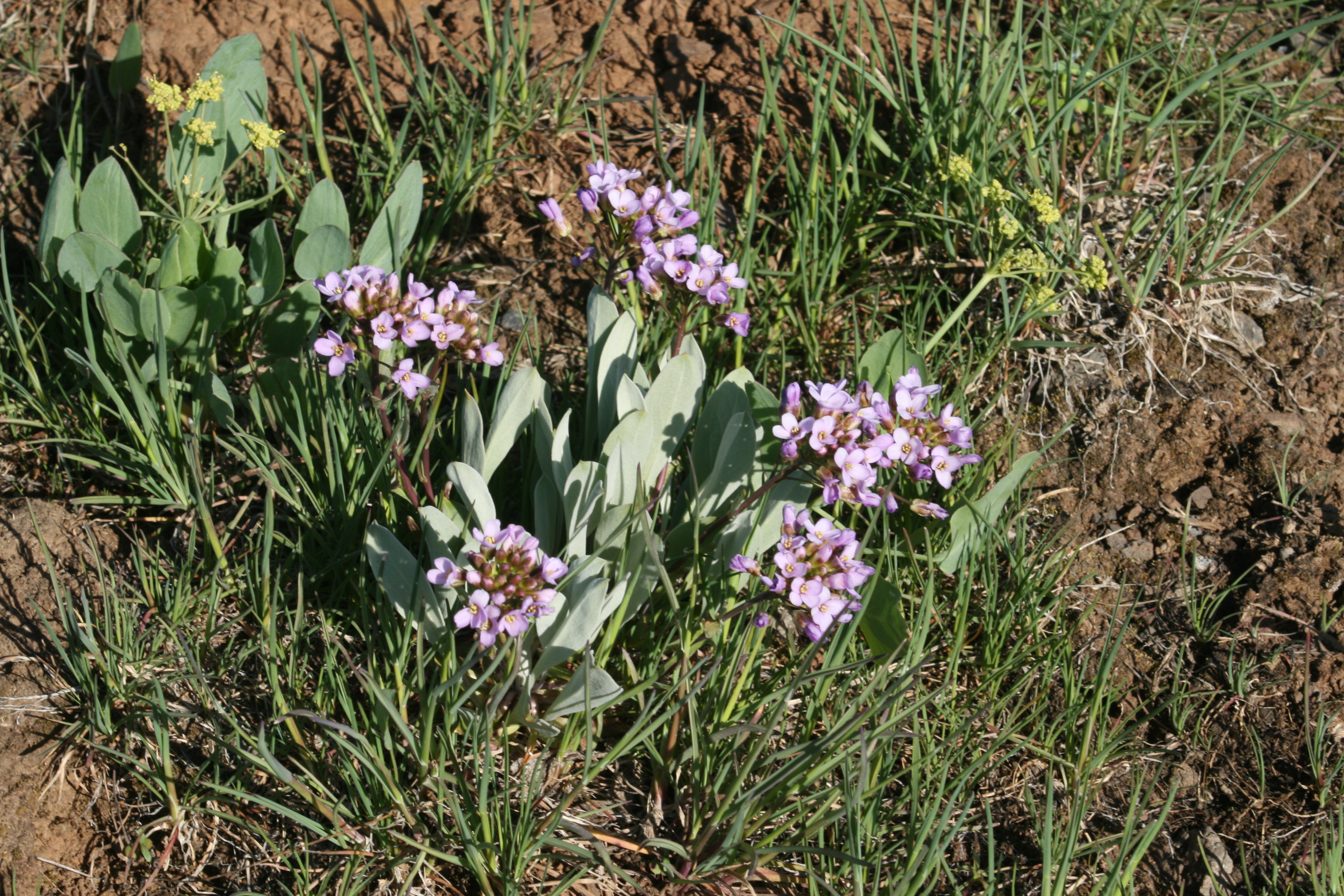 daggerpod, wallflower phoenicaulis (Phoenicaulis cheiranthoides Nutt.)