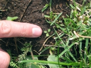 dandelion (Taraxacum officinale) Seedling