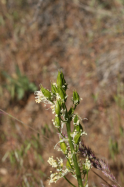 meadow death camas, meadow deathcamas (Zigadenus venenosus)