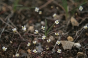 Spring Whitlow Grass (Draba verna)
