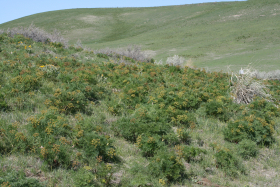 desert parsley, fernleaf biscuitroot, fern-leafed lomatium, fern-leafed desert parsley (Lomatium dissectum)