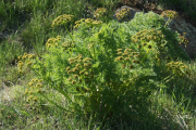 desert parsley, fernleaf biscuitroot, fern-leafed lomatium, fern-leafed desert parsley (Lomatium dissectum)