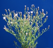 diffuse knapweed (Centaurea diffusa)

