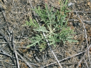 diffuse knapweed (Centaurea diffusa)
