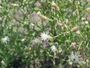 diffuse knapweed (Centaurea diffusa)
