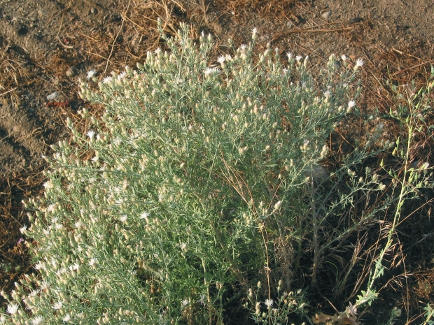 diffuse knapweed (Centaurea diffusa) 