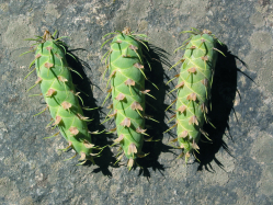 Grand fir (Abies grandis) 
