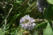 dwarf waterleaf, ballhead waterleaf (Hydrophyllum capitatum)