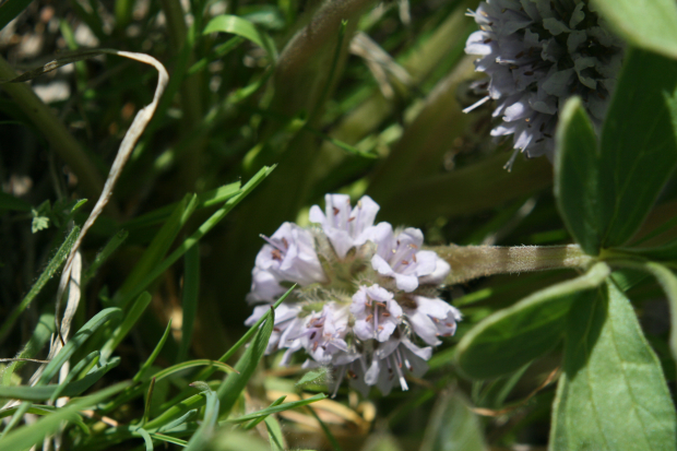 dwarf waterleaf, ballhead waterleaf (Hydrophyllum capitatum)