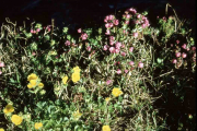 alpine laurel, swamp laurel (Kalmia microphylla) 
