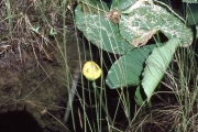 yellow water lily, indian pond lily(Nuphar polysepala)

