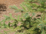 Englemann Spruce (Picea engelmannii)