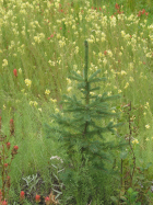 Engleman fir in the edge of a meadow.
