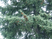 Englemann Spruce (Picea engelmannii)