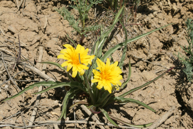 short-beaked agroseris, false dandelion, pale agoseris (Agoseris glauca)