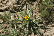 short-beaked agroseris, false dandelion, pale agoseris (Agoseris glauca)