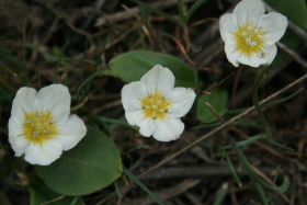 false strawberry, dwarf hesperochiron (Hesperochiron pumilus)