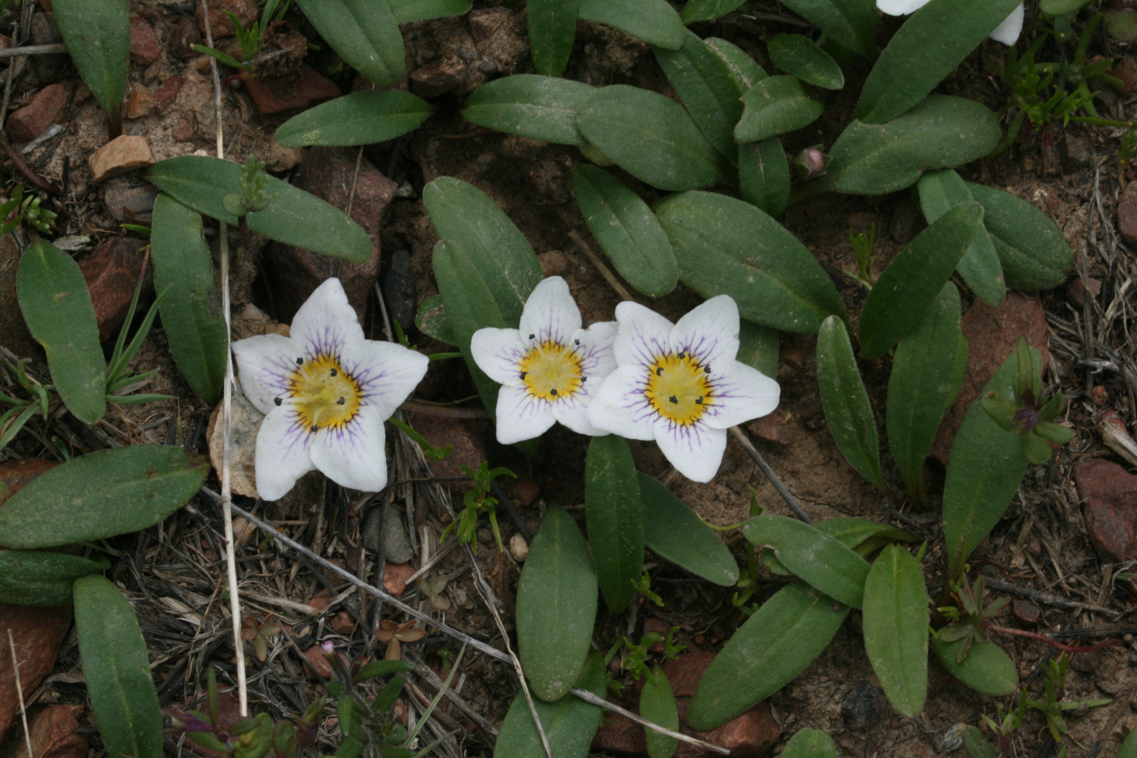 false strawberry, dwarf hesperochiron (Hesperochiron pumilus)