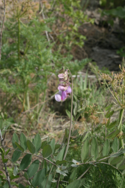 Few-flowered peavine (Lathyrus pauciflorus)