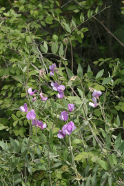 Few-flowered peavine (Lathyrus pauciflorus)