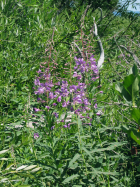 fireweed (Chamerion angustifolium)
