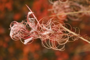 fireweed (Chamerion angustifolium) 