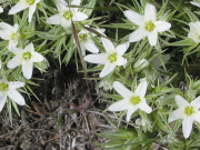 bigleaf sandwort, franklin's sandwort (Moehringia macrophylla)