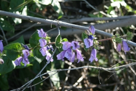 Glandular Penstemon (Penstemon Glandulosus) 