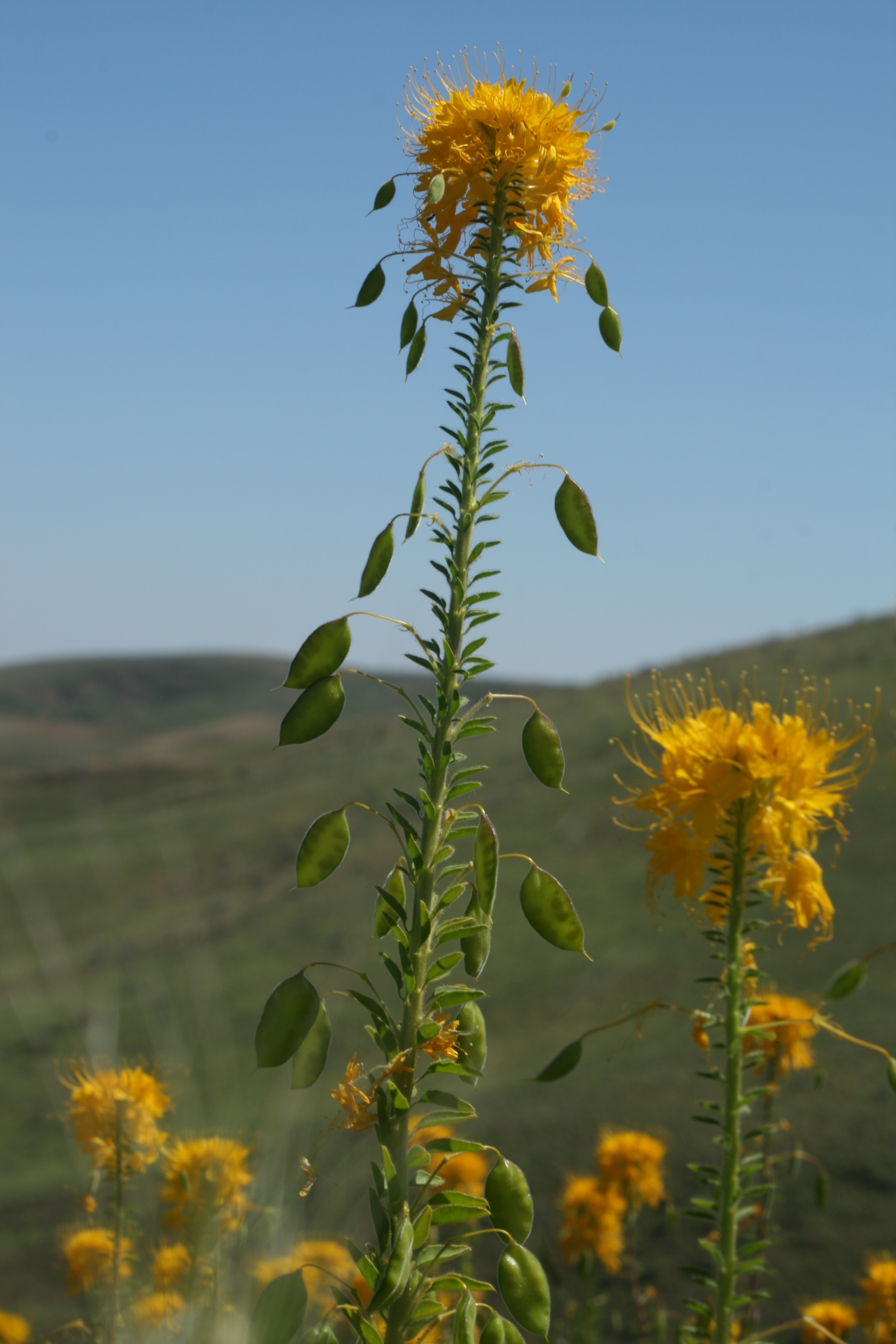 Golden Beeplant (Cleome platycarpa)
