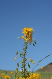 Golden Beeplant (Cleome platycarpa)
