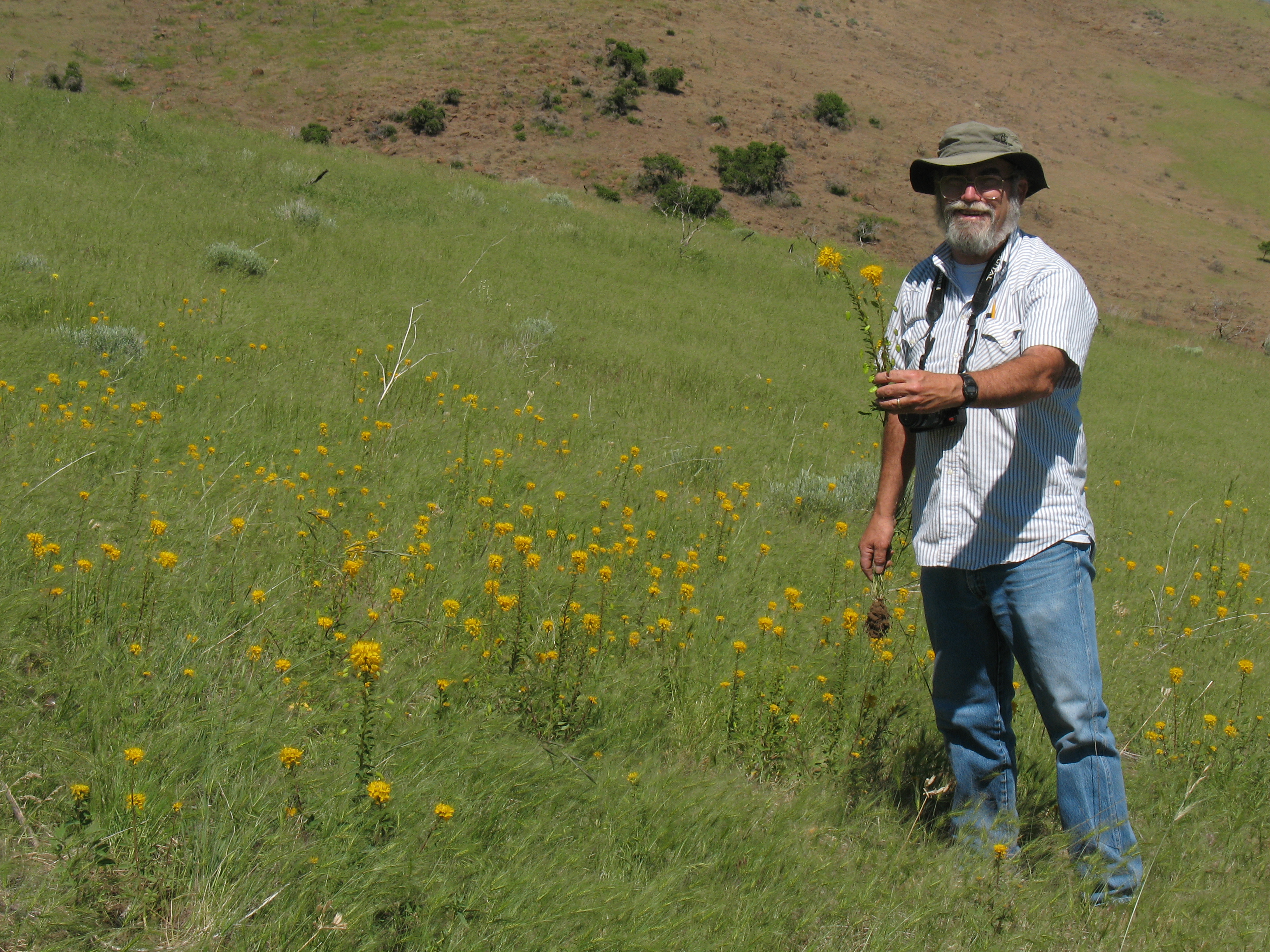 Golden Beeplant (Cleome platycarpa)