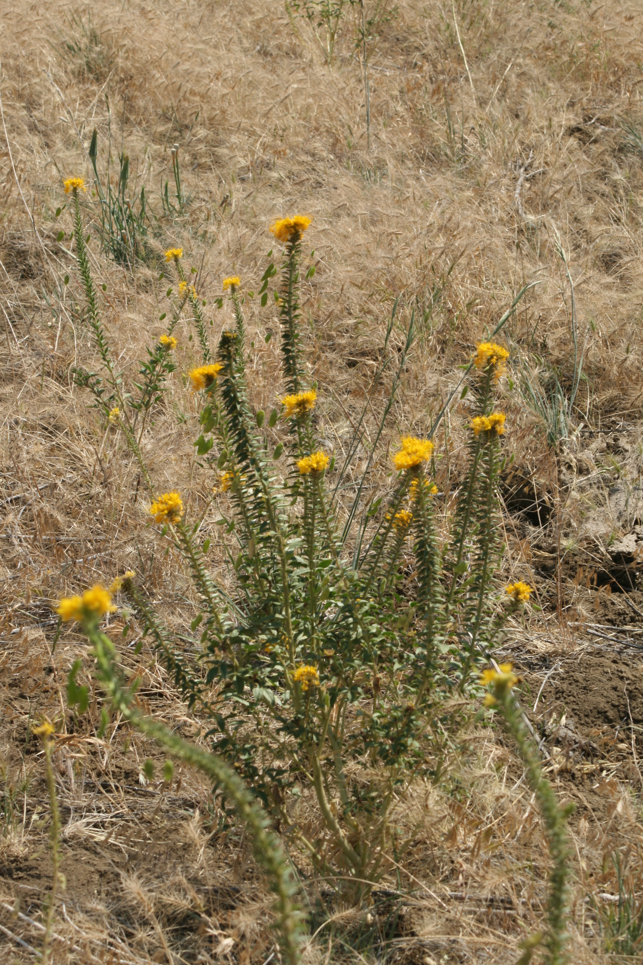 Golden Beeplant (Cleome platycarpa)
