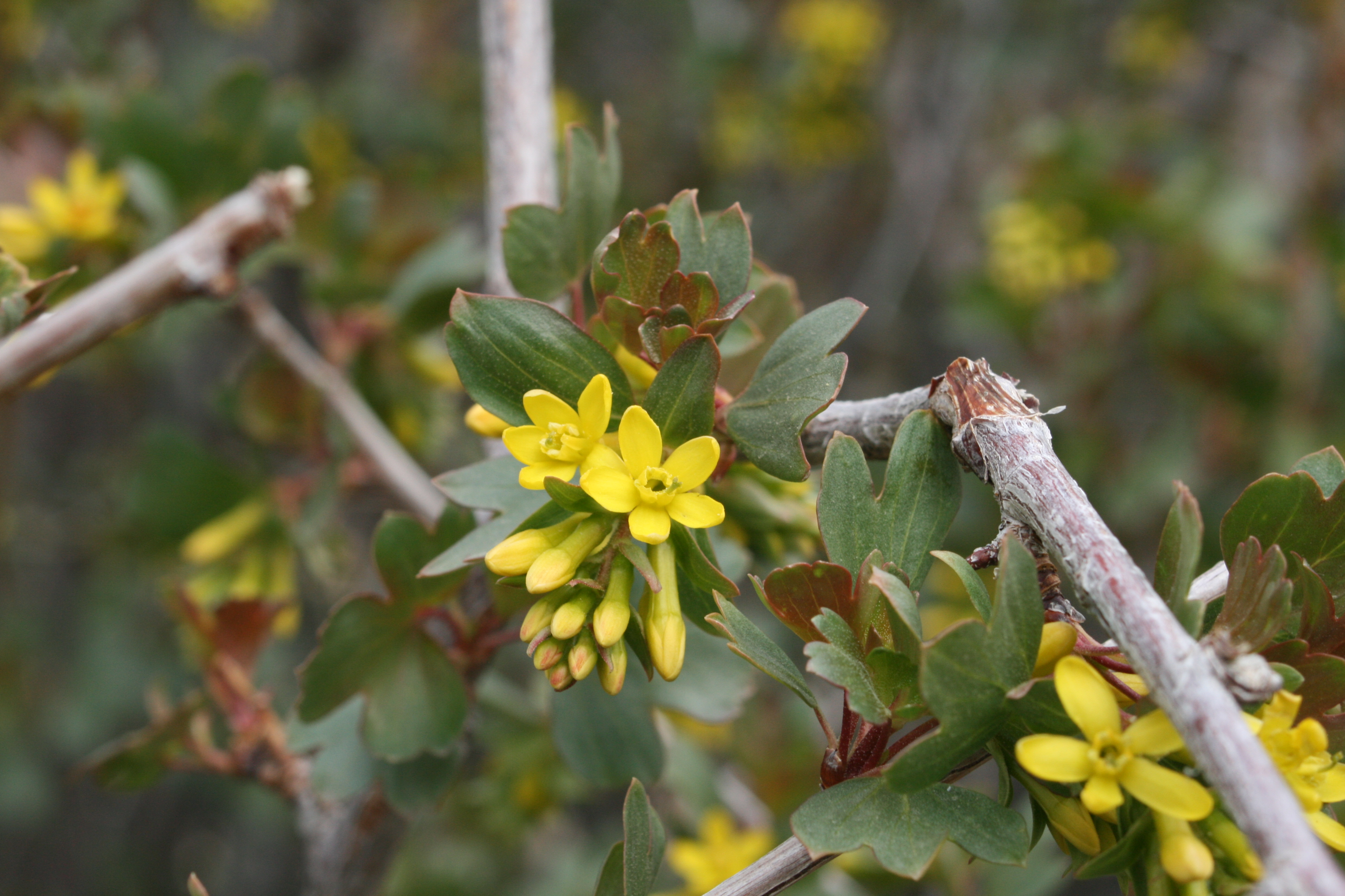 Golden currant (Ribes aureum)