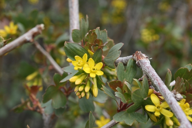 Golden currant (Ribes aureum)