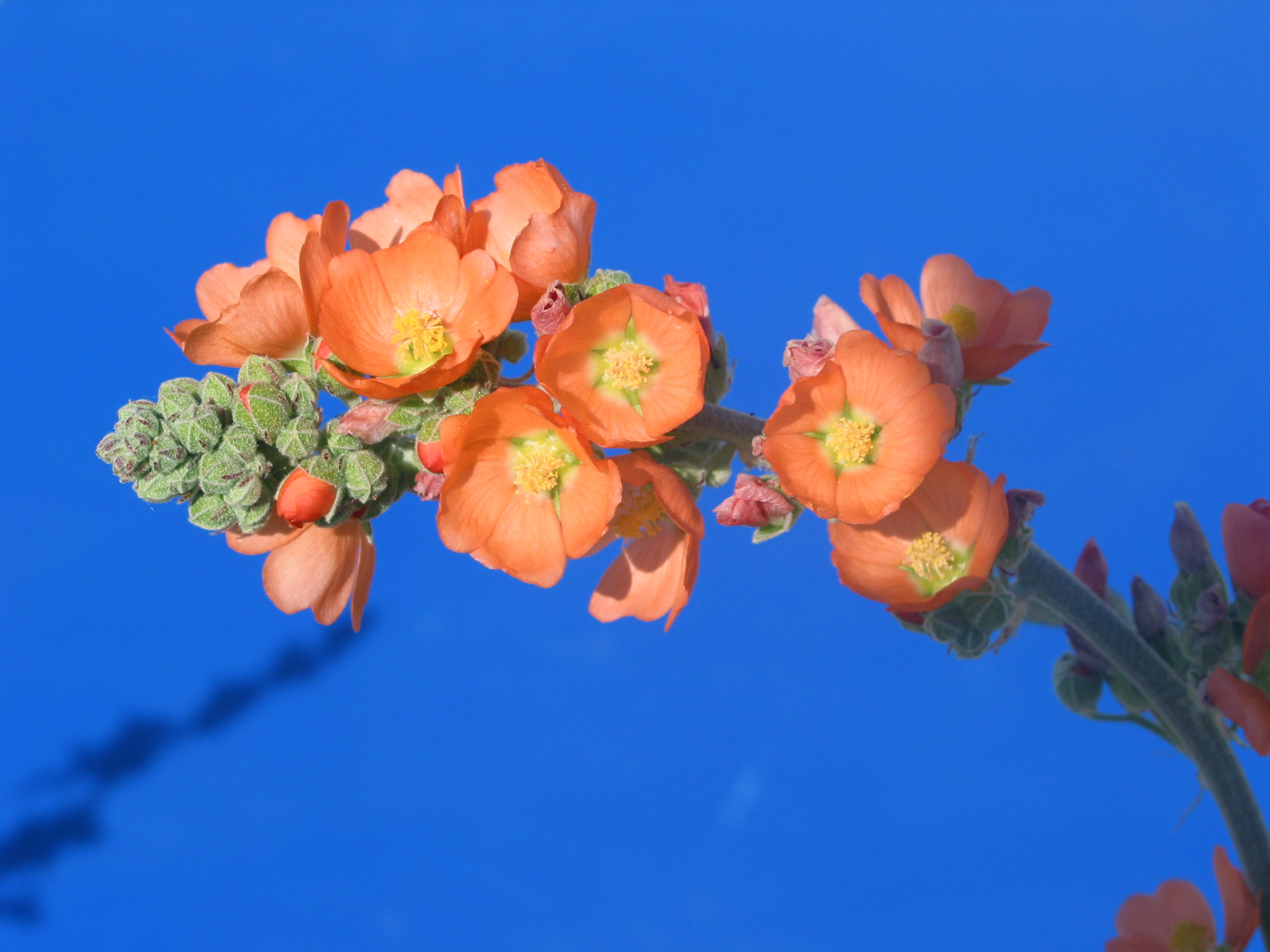 gooseberryleaf globemallow (Sphaeralcea grossulariifolia)