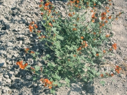 gooseberryleaf globemallow (Sphaeralcea grossulariifolia)