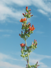 gooseberryleaf globemallow (Sphaeralcea grossularifolia)