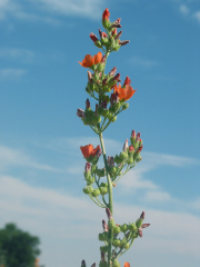 gooseberryleaf globemallow (Sphaeralcea grossulariifolia)