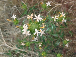 grand collomia (Collomia grandiflora)