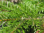 Grand fir (Abies grandis)
