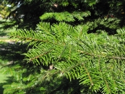 Grand fir (Abies grandis)
