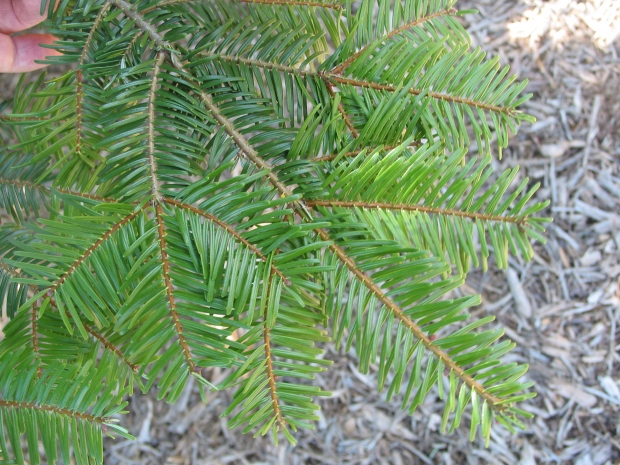 Grand fir (Abies grandis) shade leaves