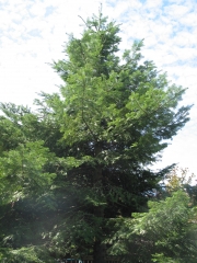 Grand fir (Abies grandis)
