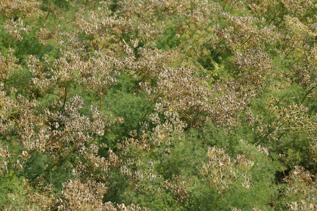 Gray's biscuitroot (Lomatium grayi) in cultivation at Ontario, Oregon