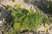 Gray's biscuitroot (Lomatium grayi) in cultivation at Ontario, Oregon