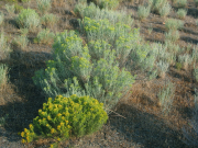 Yellow (foreground) and gray rabbitbrush (Chrysothamnus viscidiflorus and Ericameria nauseosa)
