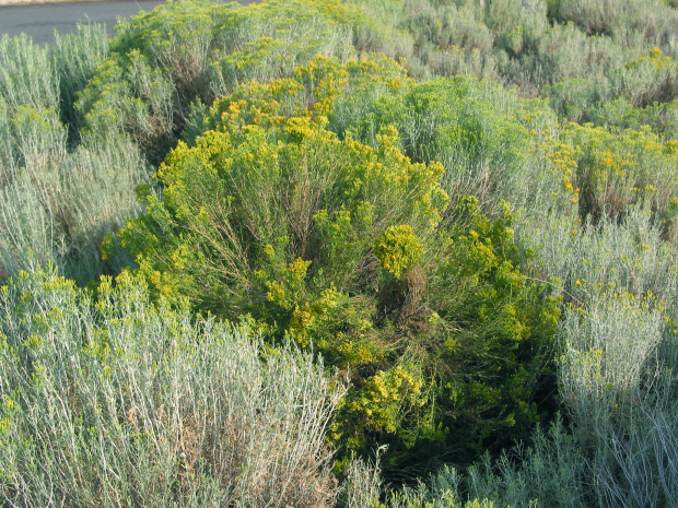 Yellow (center) and gray rabbitbrush (Chrysothamnus viscidiflorus and Ericameria nauseosa)
