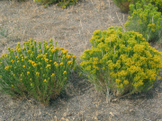 green rabbitbrush (Chrysothamnus viscidiflorus)